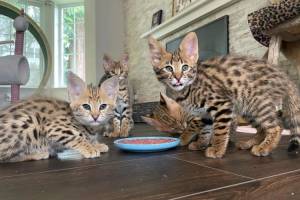 serval,caracal,savannah kitten 